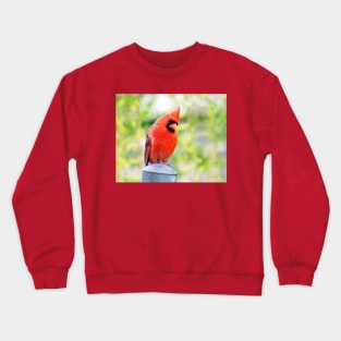 Musing - Male Cardinal Crewneck Sweatshirt